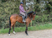 15.2 4 yr old TB gelding