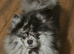 Merle triple coat pomeranian