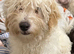 Toy poodle x Cotton de Tulear for sale