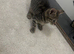 Gorgeous Female Kittens with stunning patterns