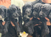 Cockapoo Boys