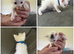 3 playful male kittens available