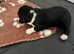Coker spaniel/ Labrador