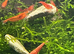 Neocardina shrimps