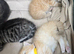 BEAUTIFUL KITTENS TO RESERVE