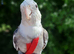 Cockatiel