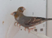 Red headed finches