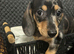 Adorable lil miniature dachshund pups read see all details below