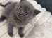 British shorthair kittens