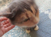 Cat for sale
