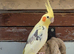 Healthy young male