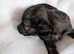 Stunning brindle girl