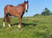 Full Grass Retirement Livery in Idyllic Setting in Surrey