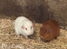 Guinea pigs