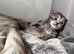 Mainecoon