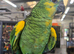 Super tame blue fronted amazon parrots