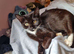 2 female kittens need home ASAP