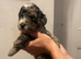 Covapoo pups for sale
