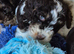 Stunning f1 cockapoo puppys