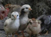 Baby chicks