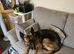 Female German shepherd un neutered