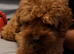 Stud Toy Poodle
