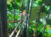 Breeding pairs