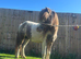 Perfect kids pony ride and drive