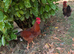 Rhode island red cockerel