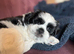 Lhasa apso puppy - 8 weeks