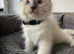 ragdoll kittens