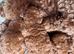 Red Cavapoos
