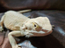 Male bearded dragon ( Rescue )