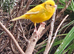 6 month old canaries