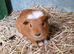 Male and female Guinea pigs,  ip3