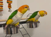 Pair of white bellied Caiques