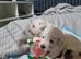 Puppy for sale