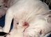 Gorgeous American bulldog x French bulldog