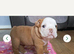 5 girl puppies