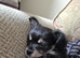 Beautiful male chihuahua puppy