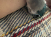 Beautiful semi tame lovebird a male