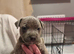 Puppies for sale