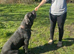 2 cane Corso male puppies