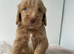 F1 cockapoo puppies