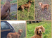 KC Reg Docked Working Cocker Pups. FTCH Lines. Health tested.