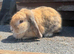 Adult lop