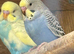 Young Budgies's