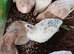Celadon gene quails £3.00
