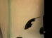 Black Ghost Knife Fish