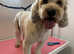 Hands Oh Hounds Dog Grooming